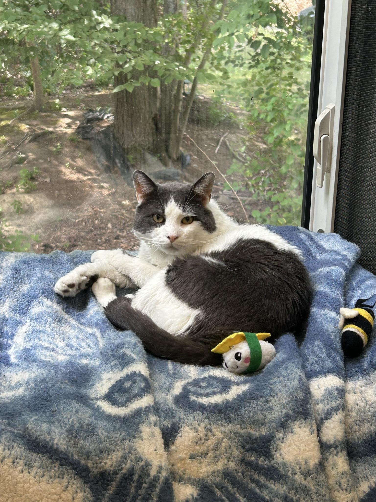 Logan, Adoptable, Adult Male Domestic Short Hair.