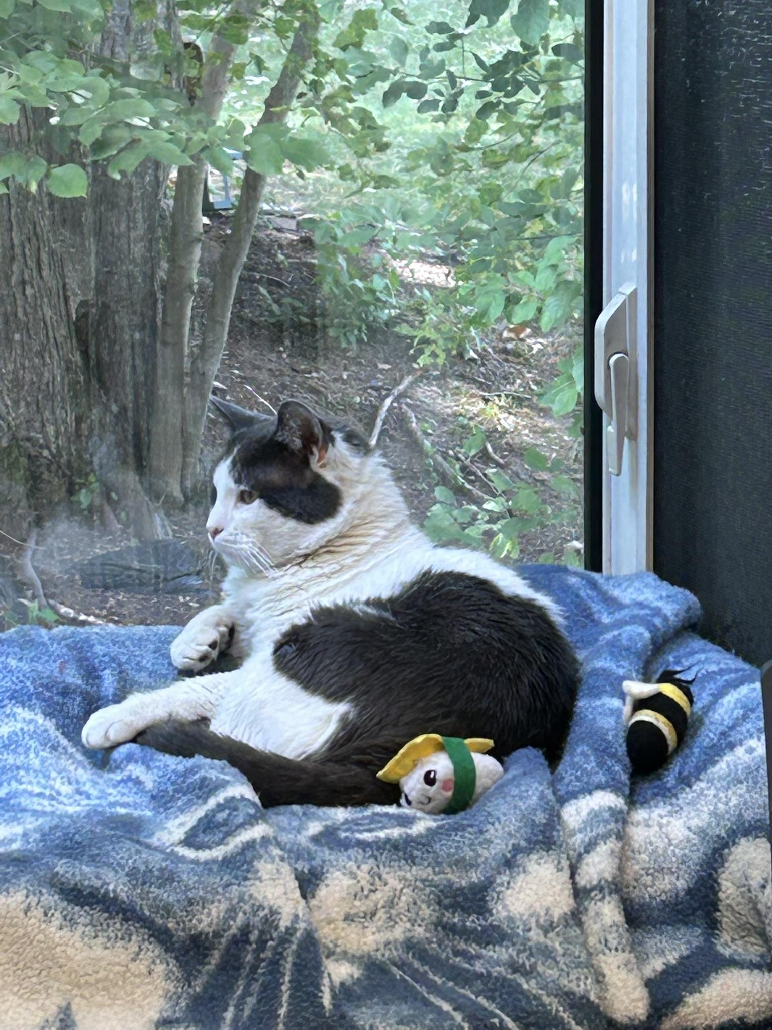 Logan, a Adoptable Domestic Short Hair in Sudbury, MA image 2/2