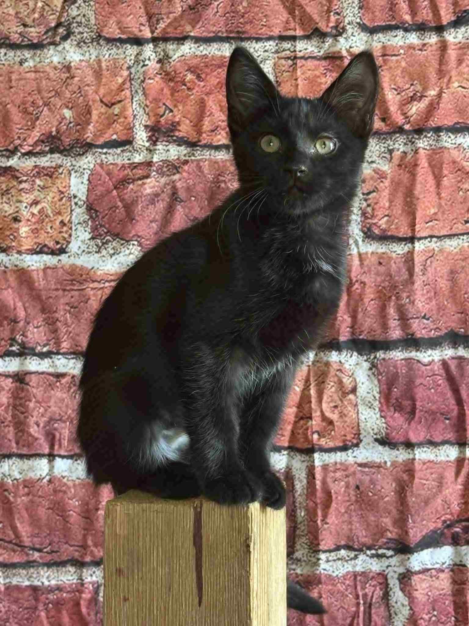 Birdie, Young Female Domestic Short Hair