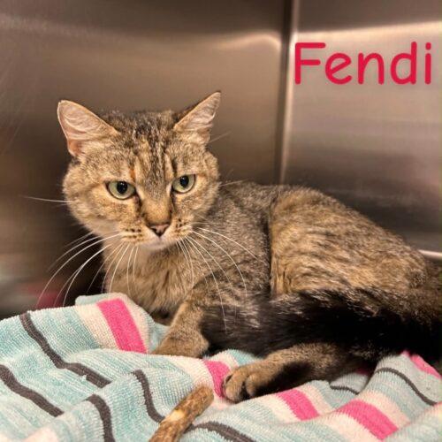 Enlarge Fendi, a Adoptable Domestic Short Hair in Burlington, IA image 1/2