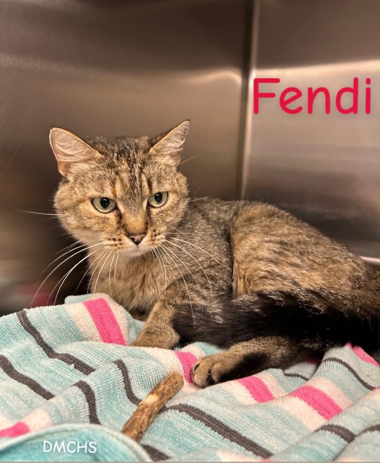 Fendi, Adoptable, Young Female Domestic Short Hair.