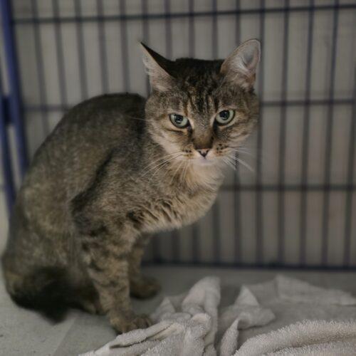 Enlarge Fendi, a Adoptable Domestic Short Hair in Burlington, IA image 2/2