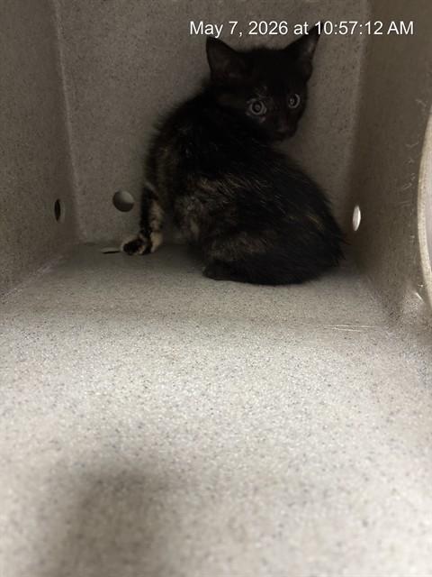DOLLY, Adoptable, Kitten Female Domestic Short Hair.