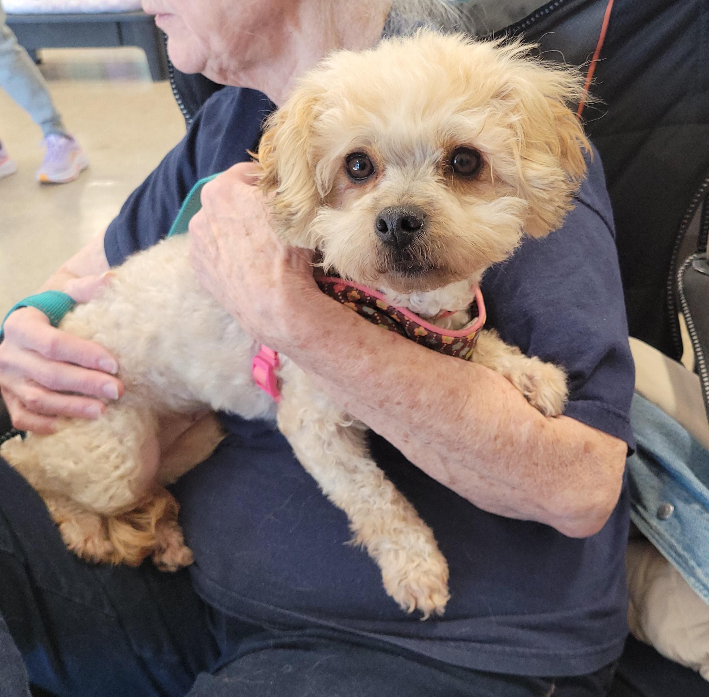 Molly Dolly, ADOPTABLE, Adult Female Maltipoo.