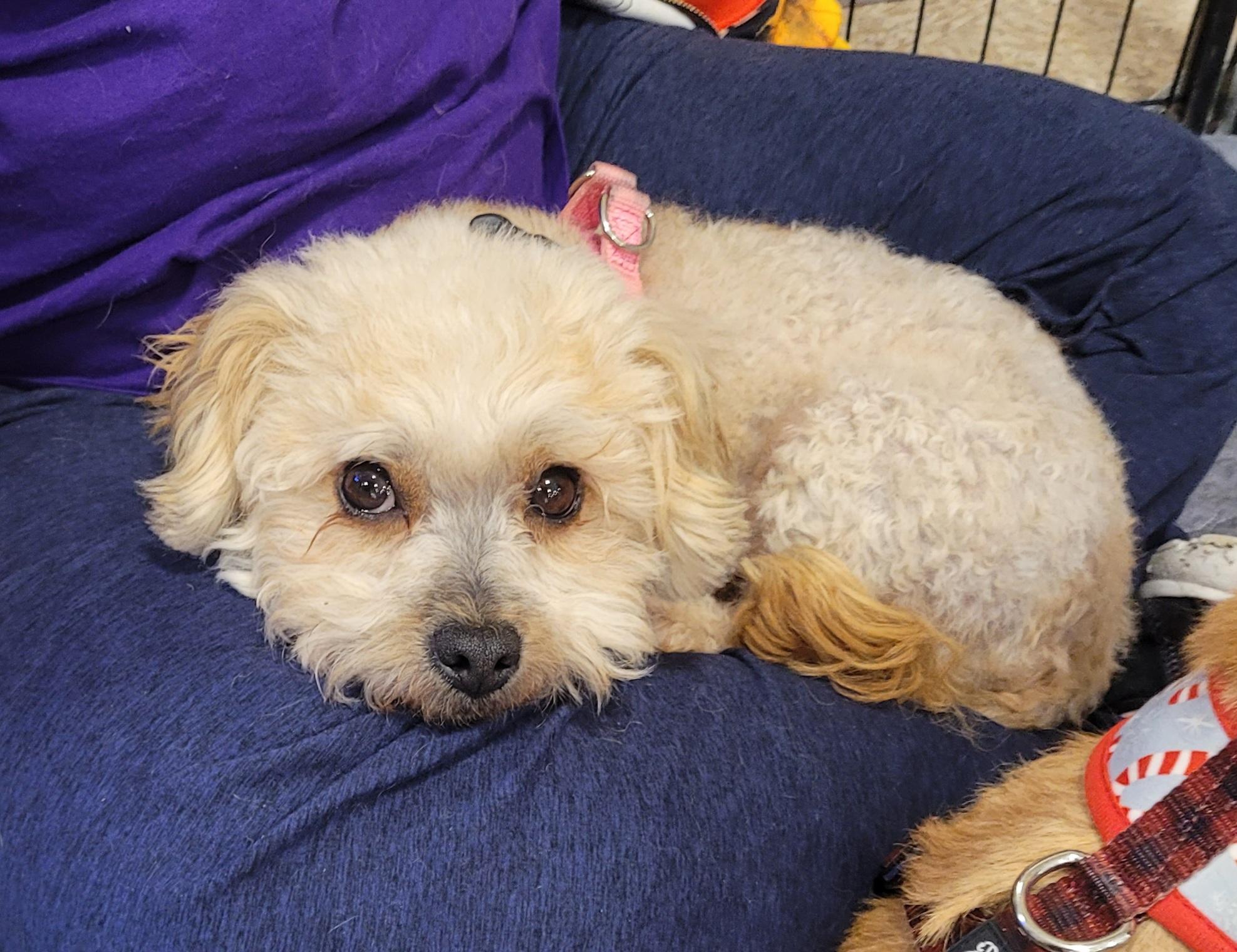 Enlarge Molly Dolly, a ADOPTABLE mixed breed in Reseda, CA image 3/4