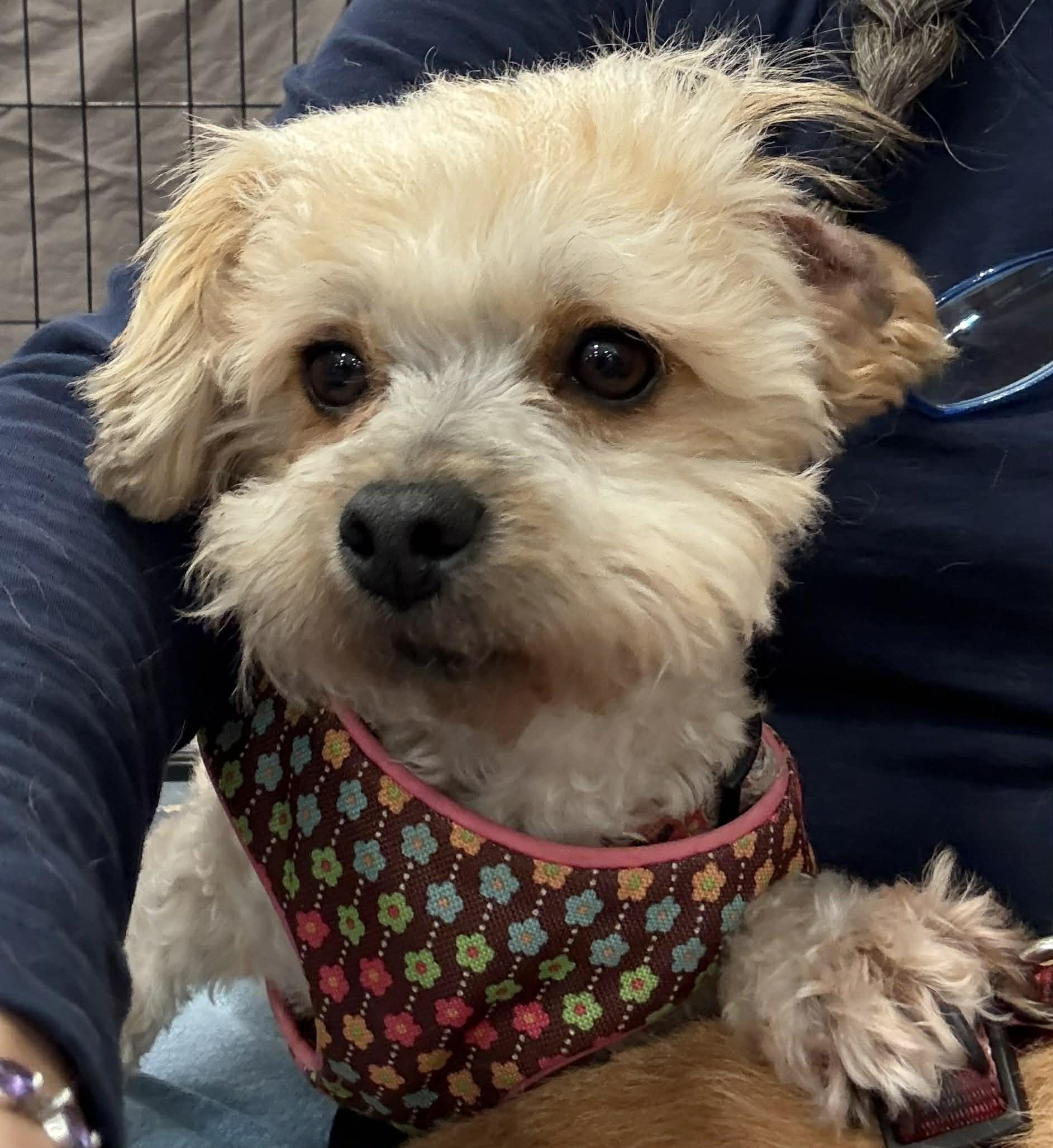 Enlarge Molly Dolly, a ADOPTABLE mixed breed in Reseda, CA image 4/4