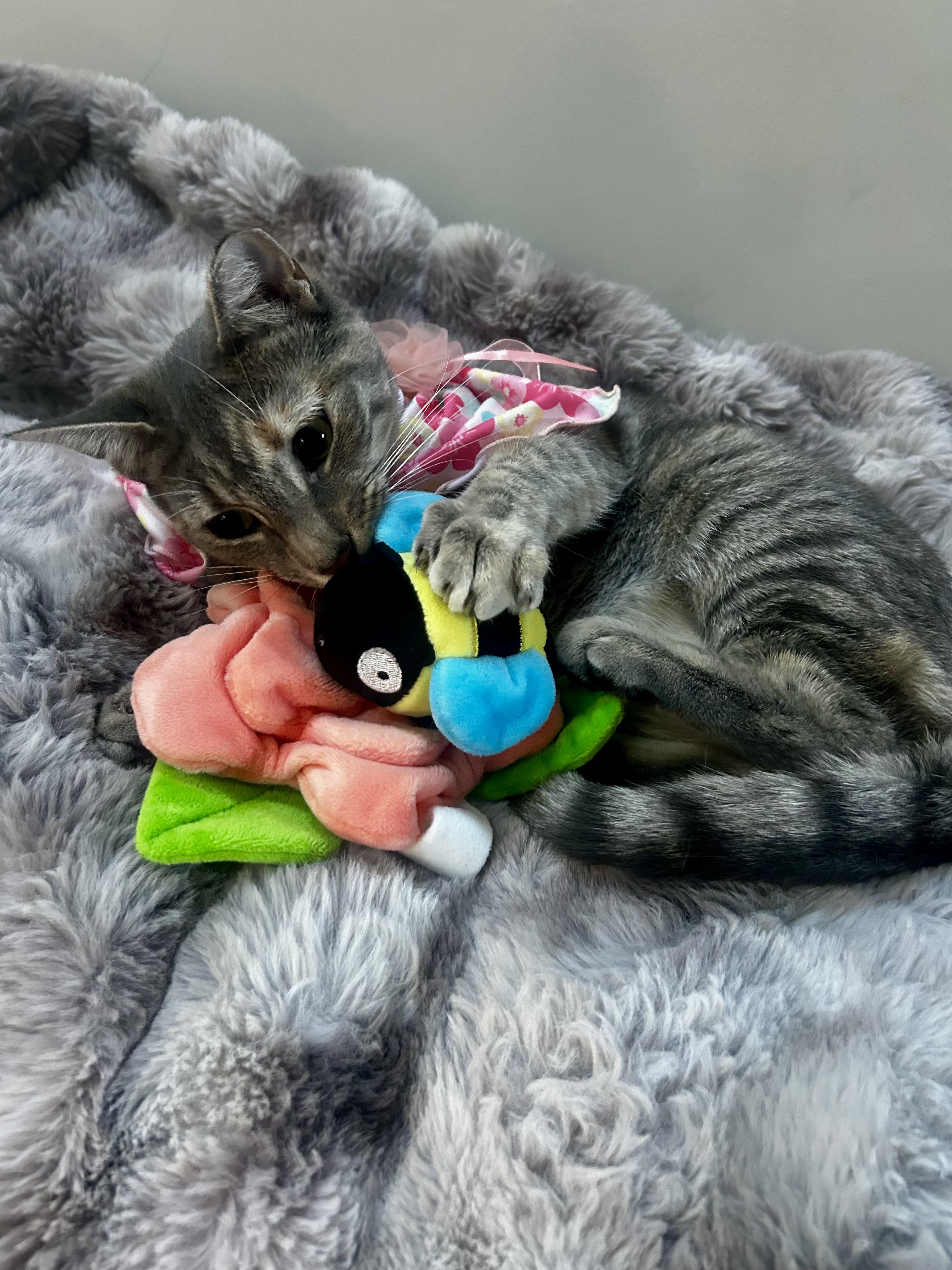 Enlarge Carrie, a Adoptable mixed breed in Manalapan, NJ image 4/6