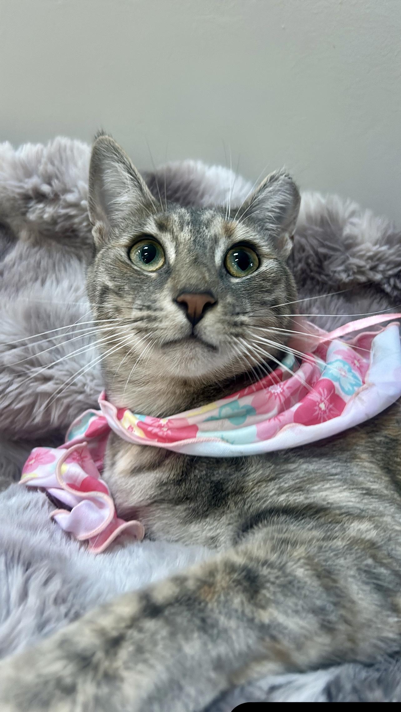 Enlarge Carrie, a Adoptable mixed breed in Manalapan, NJ image 1/6