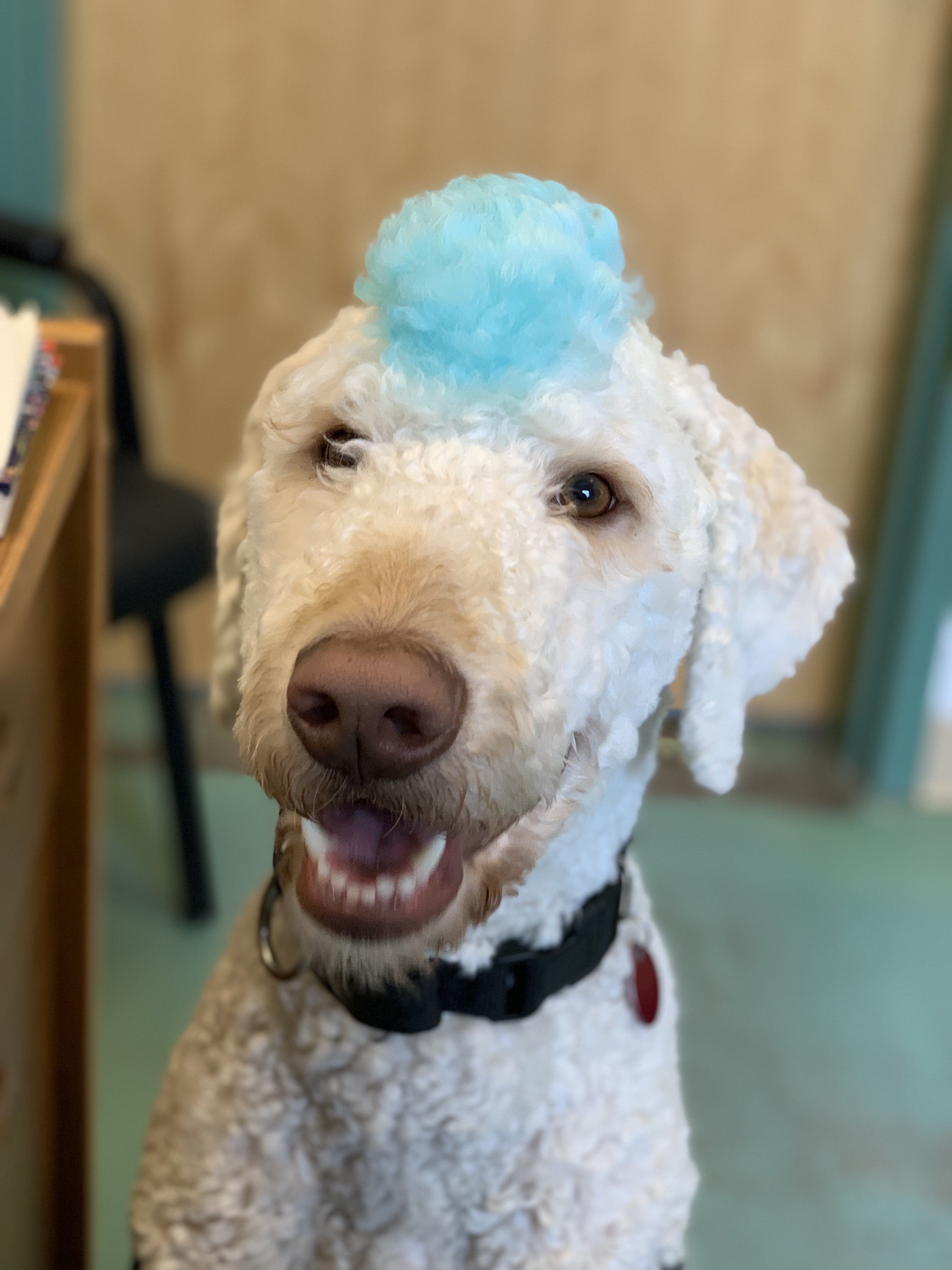 Enlarge Comet, a Adopted mixed breed in Gig Harbor, WA image 1/2