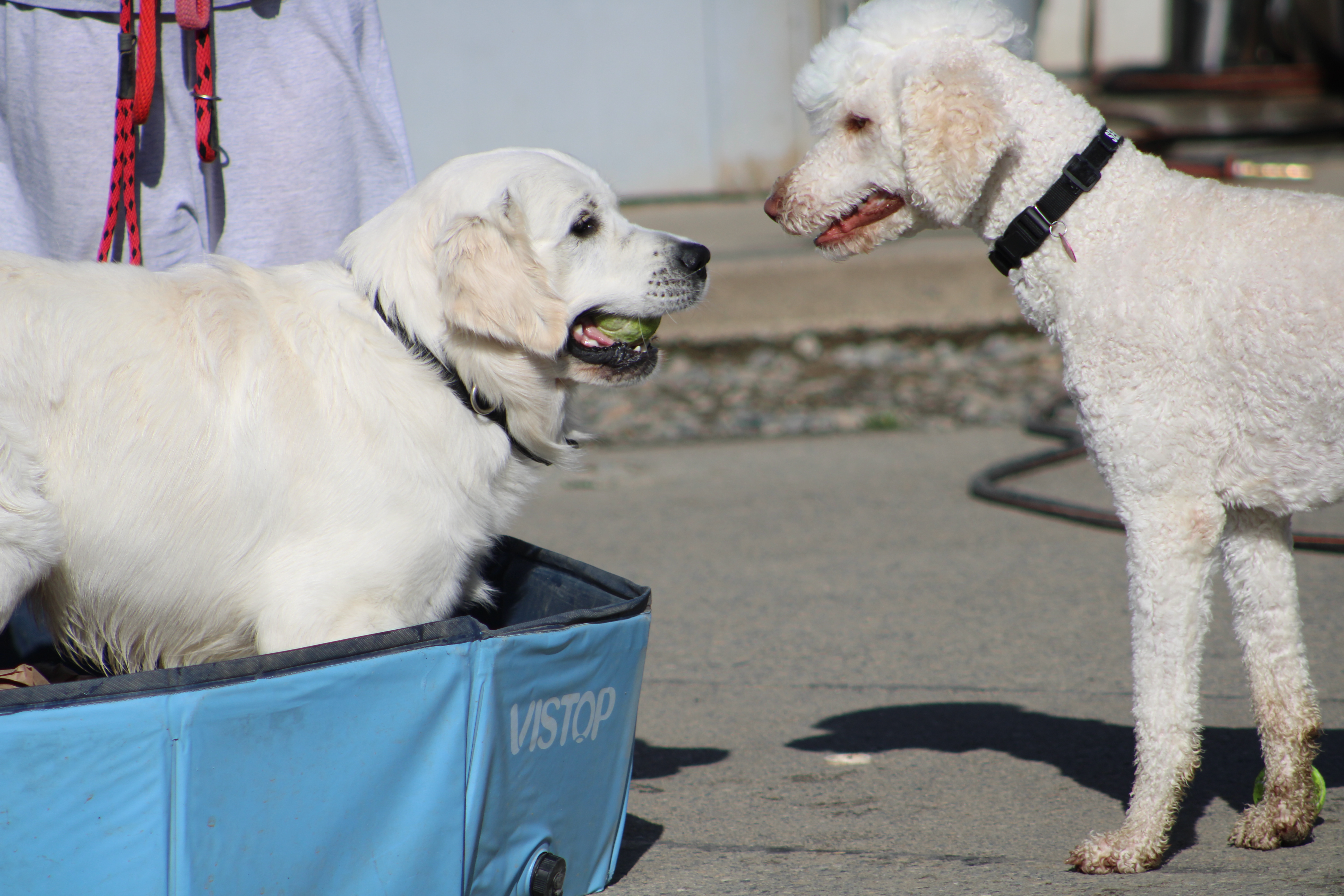 Enlarge Comet, a Adopted mixed breed in Gig Harbor, WA image 2/2