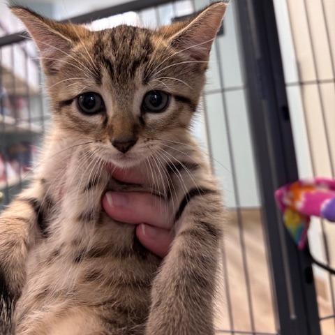 Bonfire (26-9666), Adoptable, Kitten Male Domestic Short Hair.