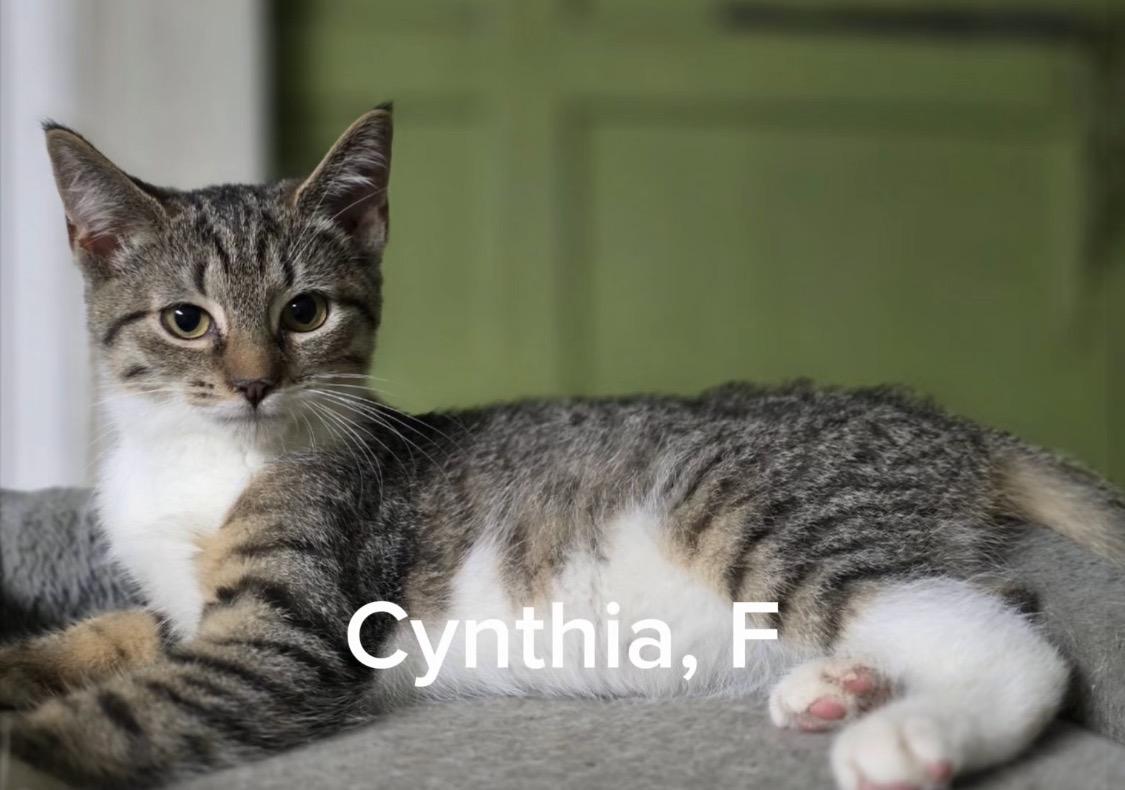 Cyntia photo