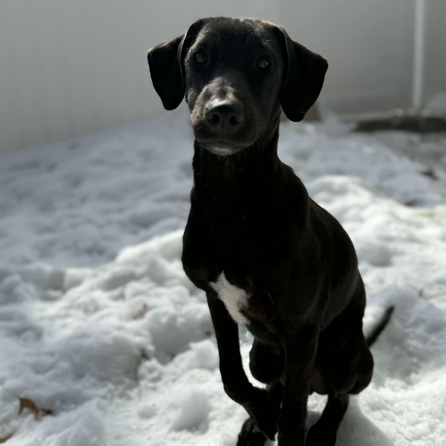 Benito, ADOPTABLE, Puppy Male Labrador Retriever.