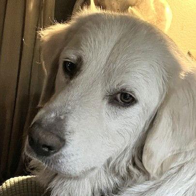 Adeline, Adopted, Adult Female Great Pyrenees.
