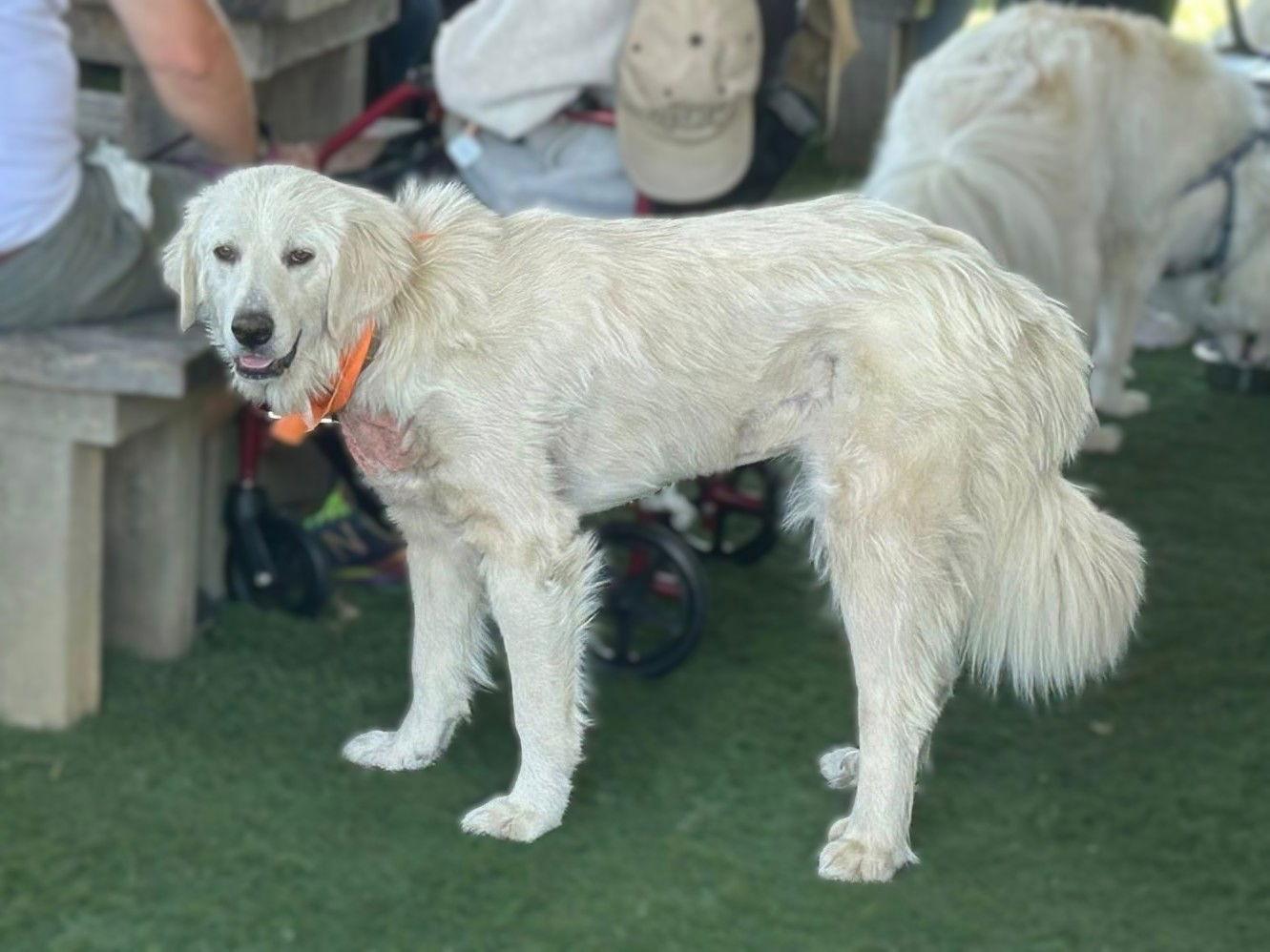 Adeline, a Adopted mixed breed in Garland, TX image 2/3