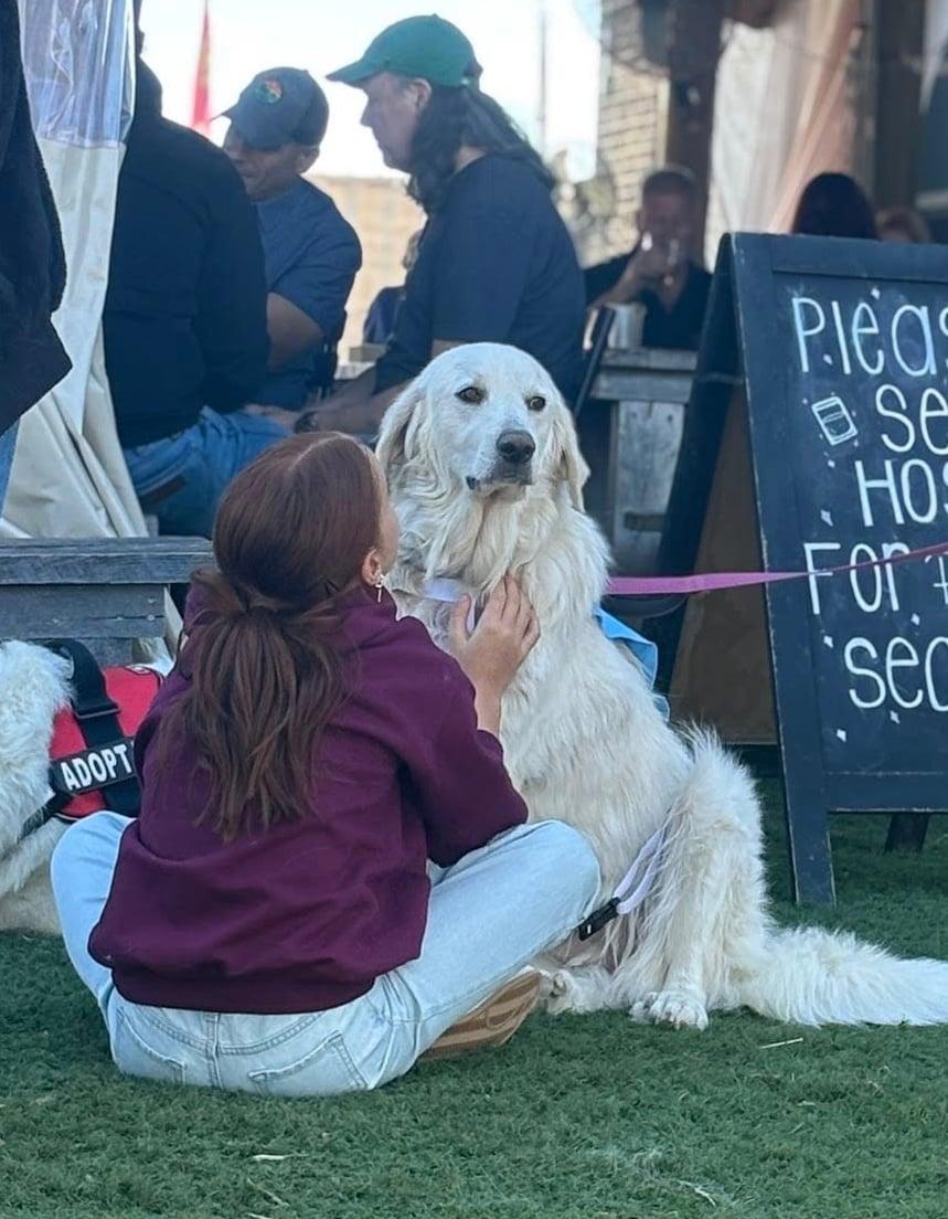 Adeline, a Adopted mixed breed in Garland, TX image 3/3