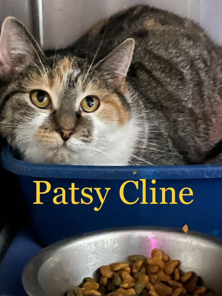 Patsy Cline, Adoptable, Adult Female Domestic Short Hair.
