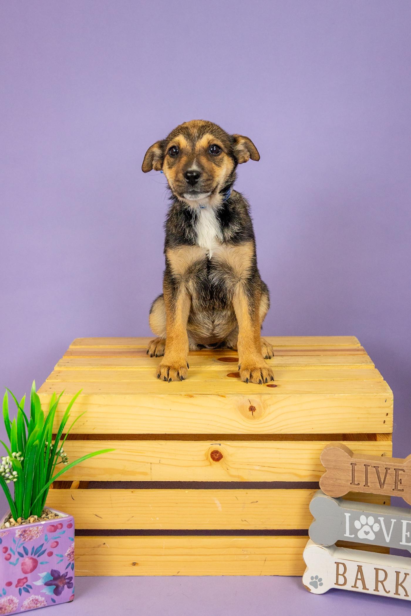 Enlarge 174-26, an adopted mixed breed in Brighton, CO image 1/1