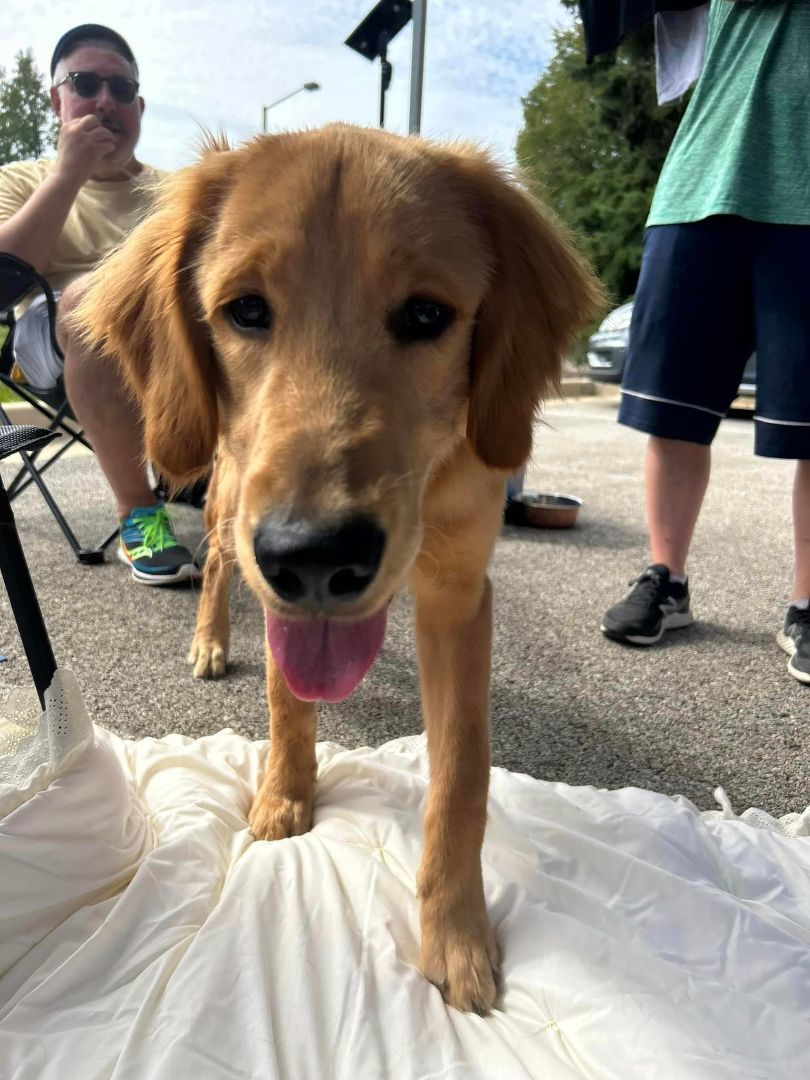 Buddy, Adopted, Young Male Golden Retriever.