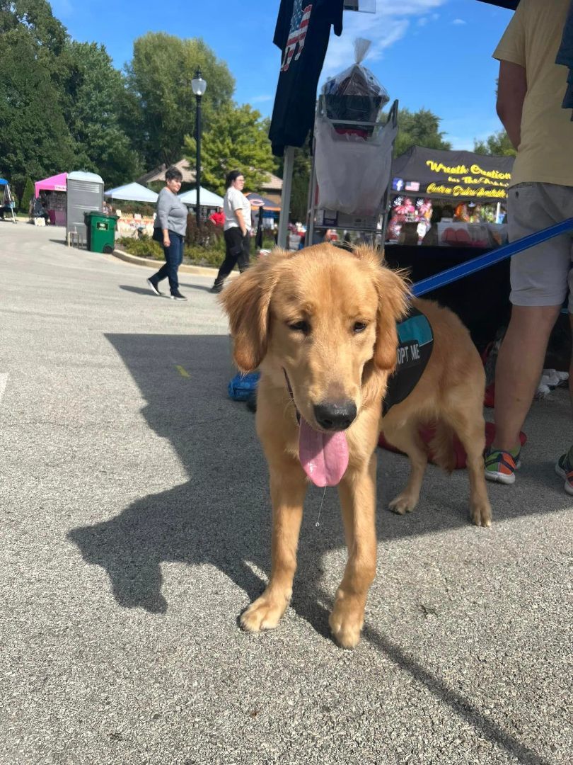 Buddy, a Adopted mixed breed in Addison, IL image 2/2