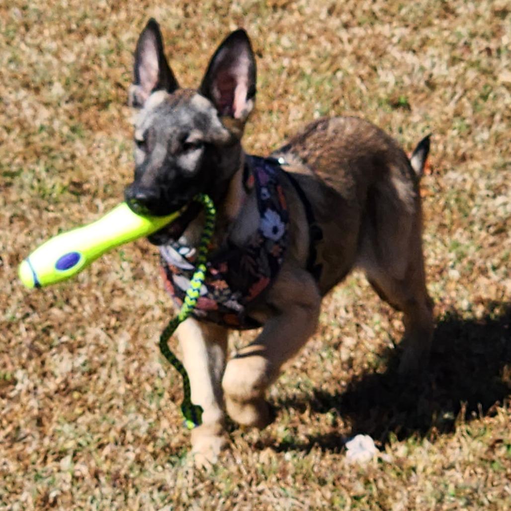 Sophie, Adoptable, Puppy Female Belgian Shepherd / Malinois & Mixed Breed.