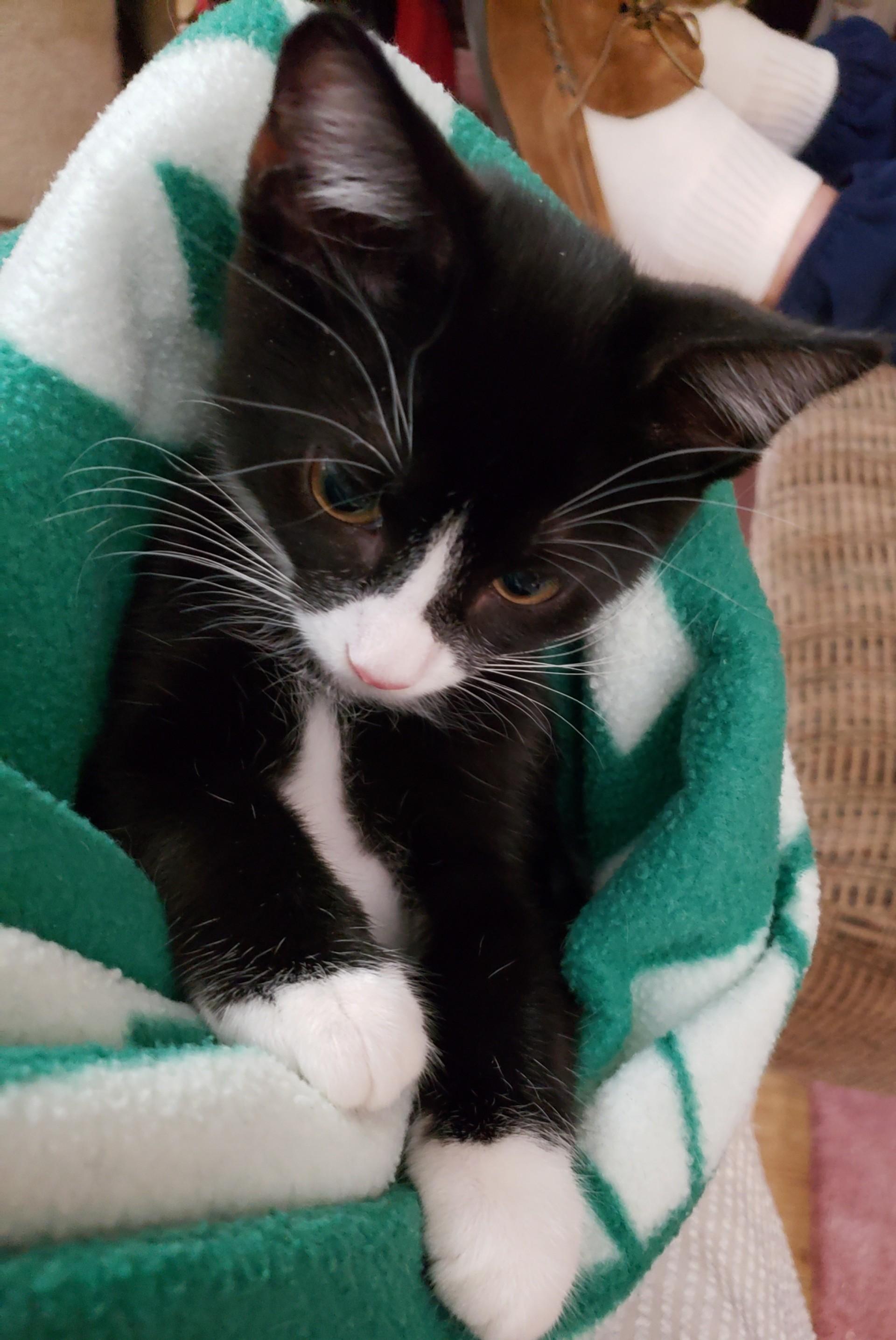 Scotty, Adopted, Kitten Male Domestic Short Hair.