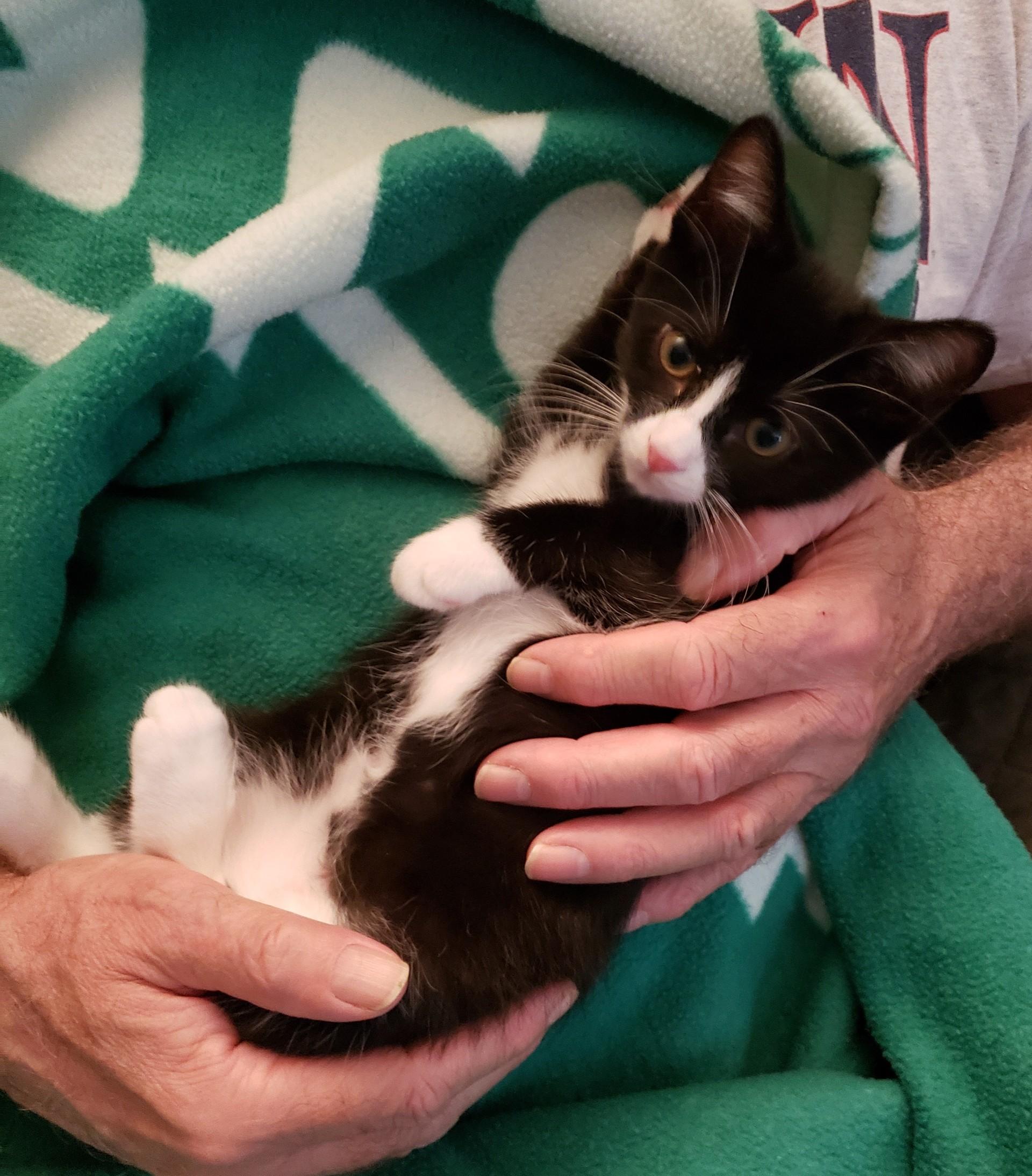 Enlarge Scotty, a Adopted Domestic Short Hair in Middletown, CT image 2/4