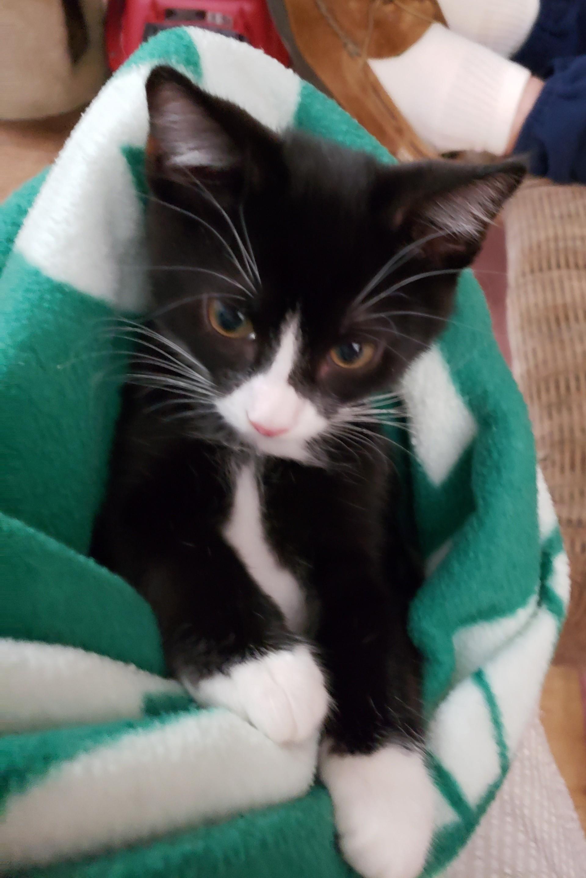 Enlarge Scotty, a Adopted Domestic Short Hair in Middletown, CT image 3/4