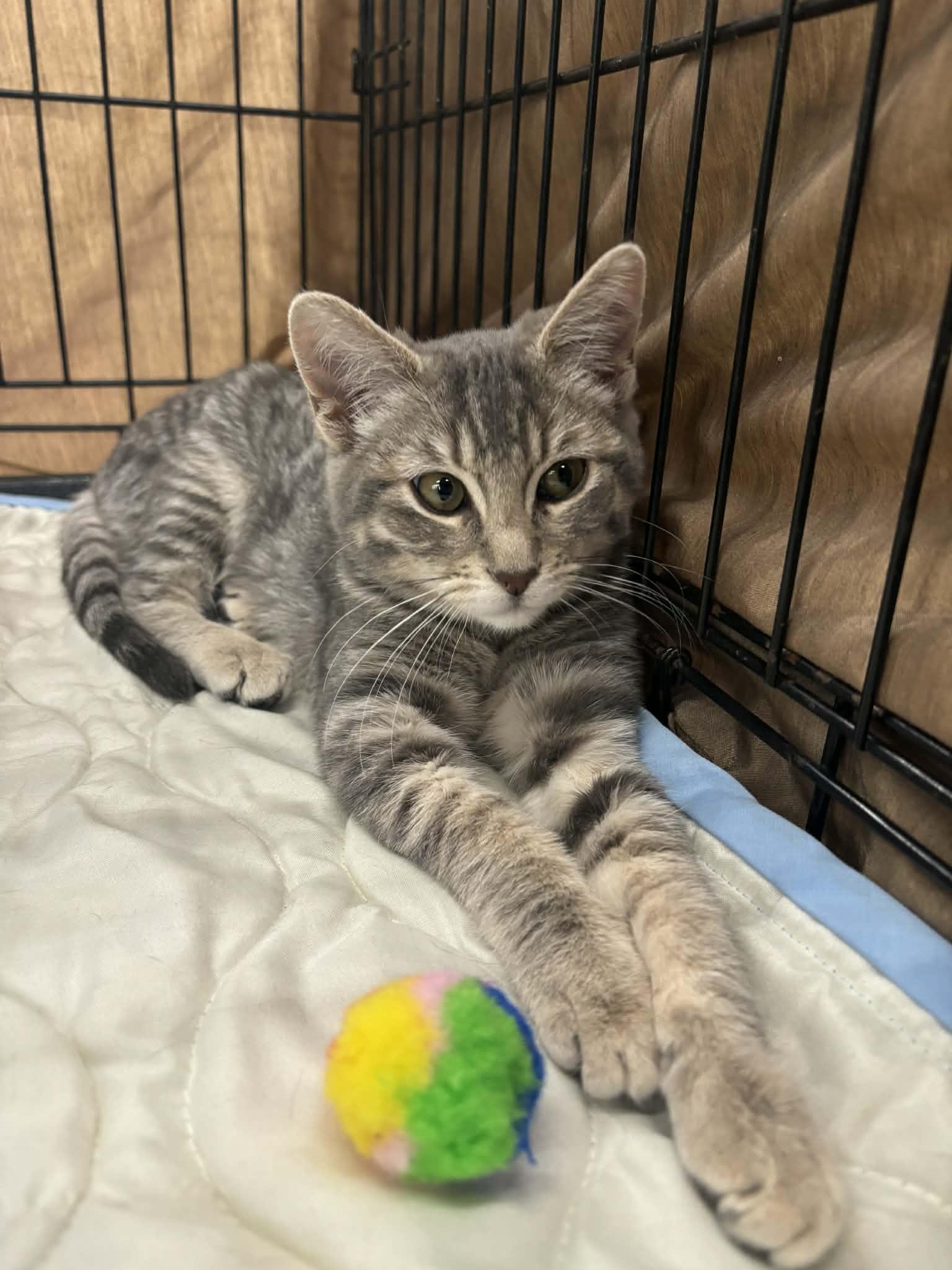 Enlarge Gypsy, a ADOPTABLE Domestic Short Hair in Tehachapi, CA image 2/2