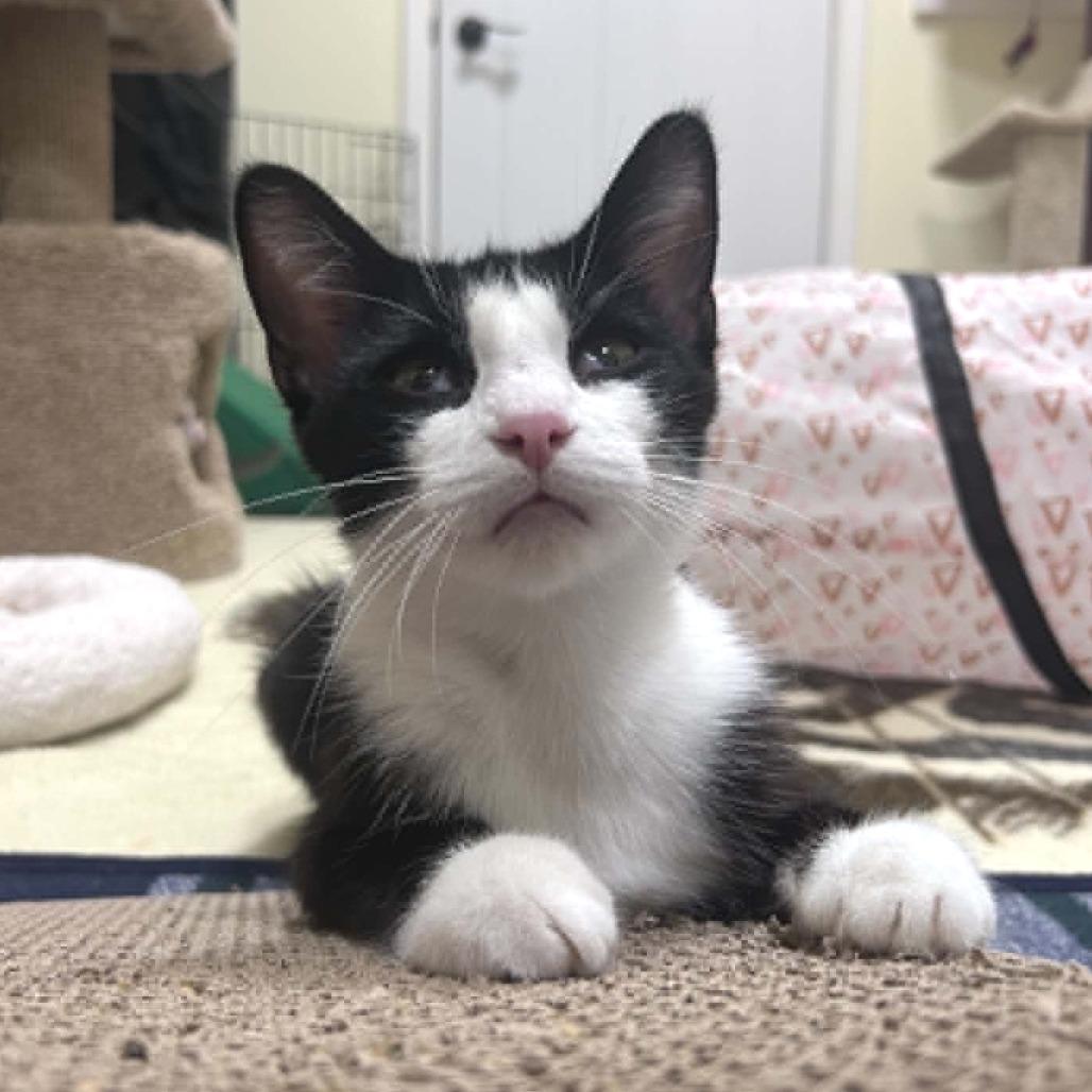 Josie (Holland Cat Cove), Adoptable, Adult Female Domestic Short Hair.
