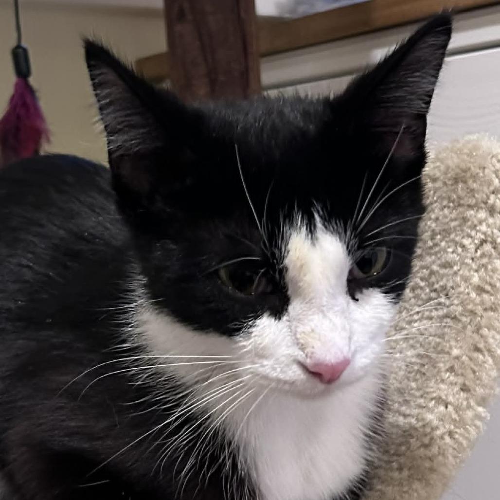 Enlarge Josie (Holland Cat Cove), a Adoptable Domestic Short Hair in West Olive, MI image 2/5
