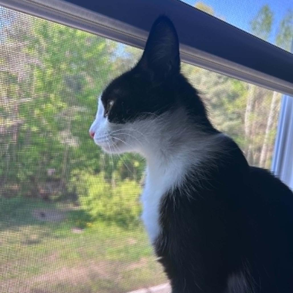 Enlarge Josie (Holland Cat Cove), a Adoptable Domestic Short Hair in West Olive, MI image 3/5