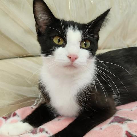 Enlarge Josie (Holland Cat Cove), a Adoptable Domestic Short Hair in West Olive, MI image 4/5