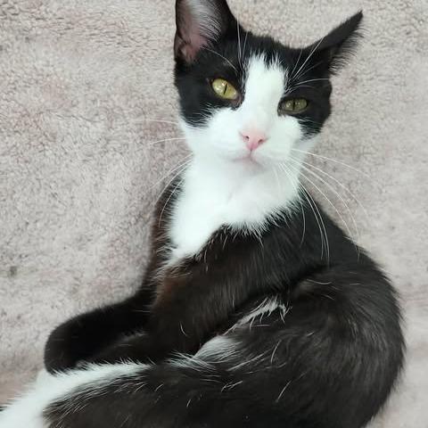 Enlarge Josie (Holland Cat Cove), a Adoptable Domestic Short Hair in West Olive, MI image 5/5