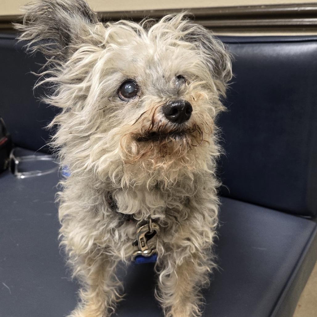 Maxwell, a Adoptable Terrier in Pahrump, NV image 2/3