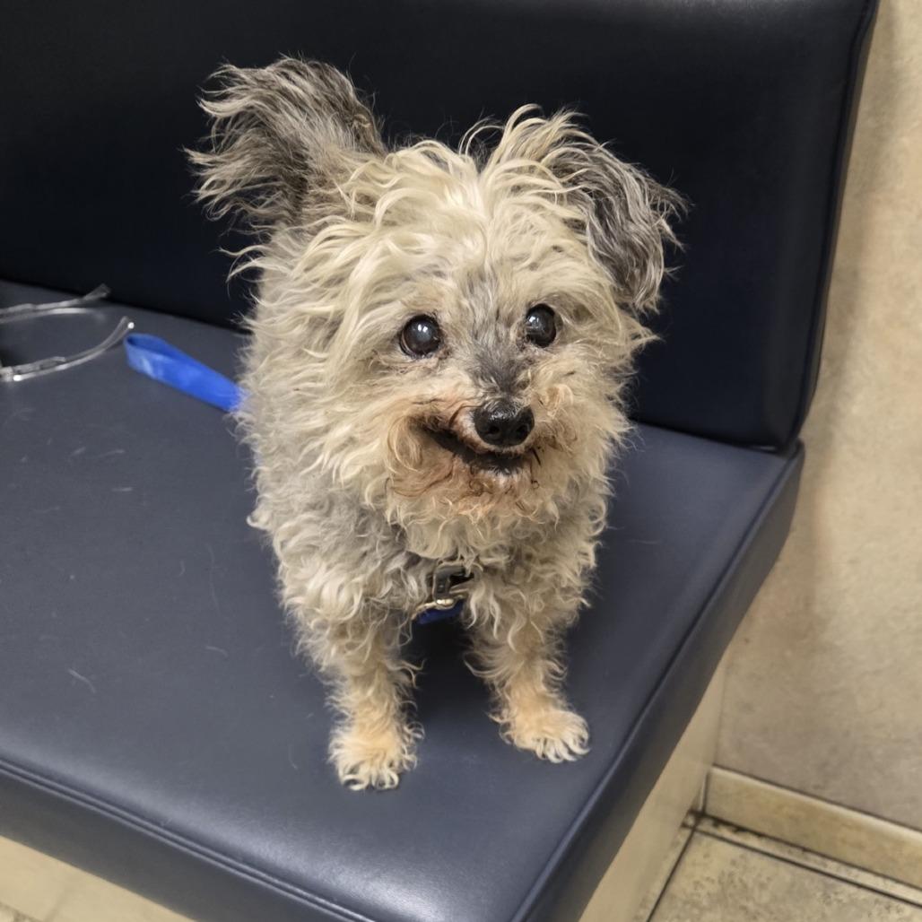 Maxwell, a Adoptable Terrier in Pahrump, NV image 3/3