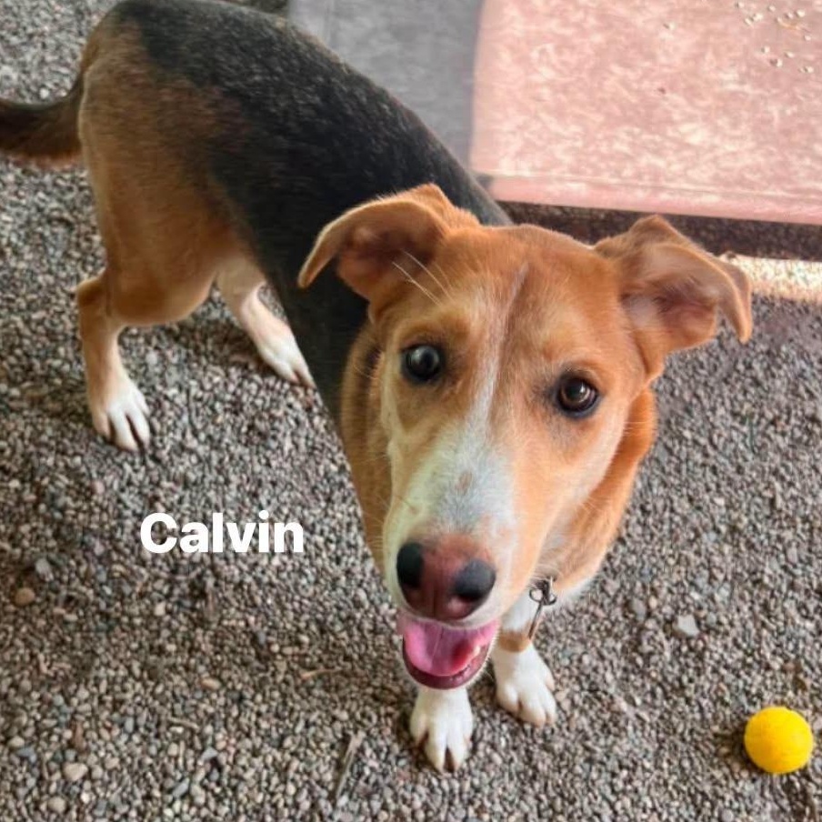 Enlarge Calvin, a Adoptable mixed breed in Marseilles, IL image 1/1