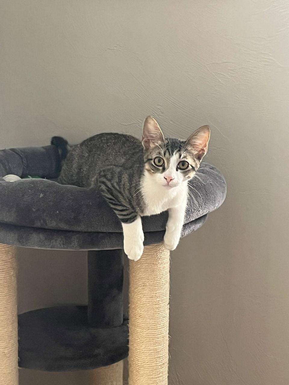 Gibson — thumbnail 2