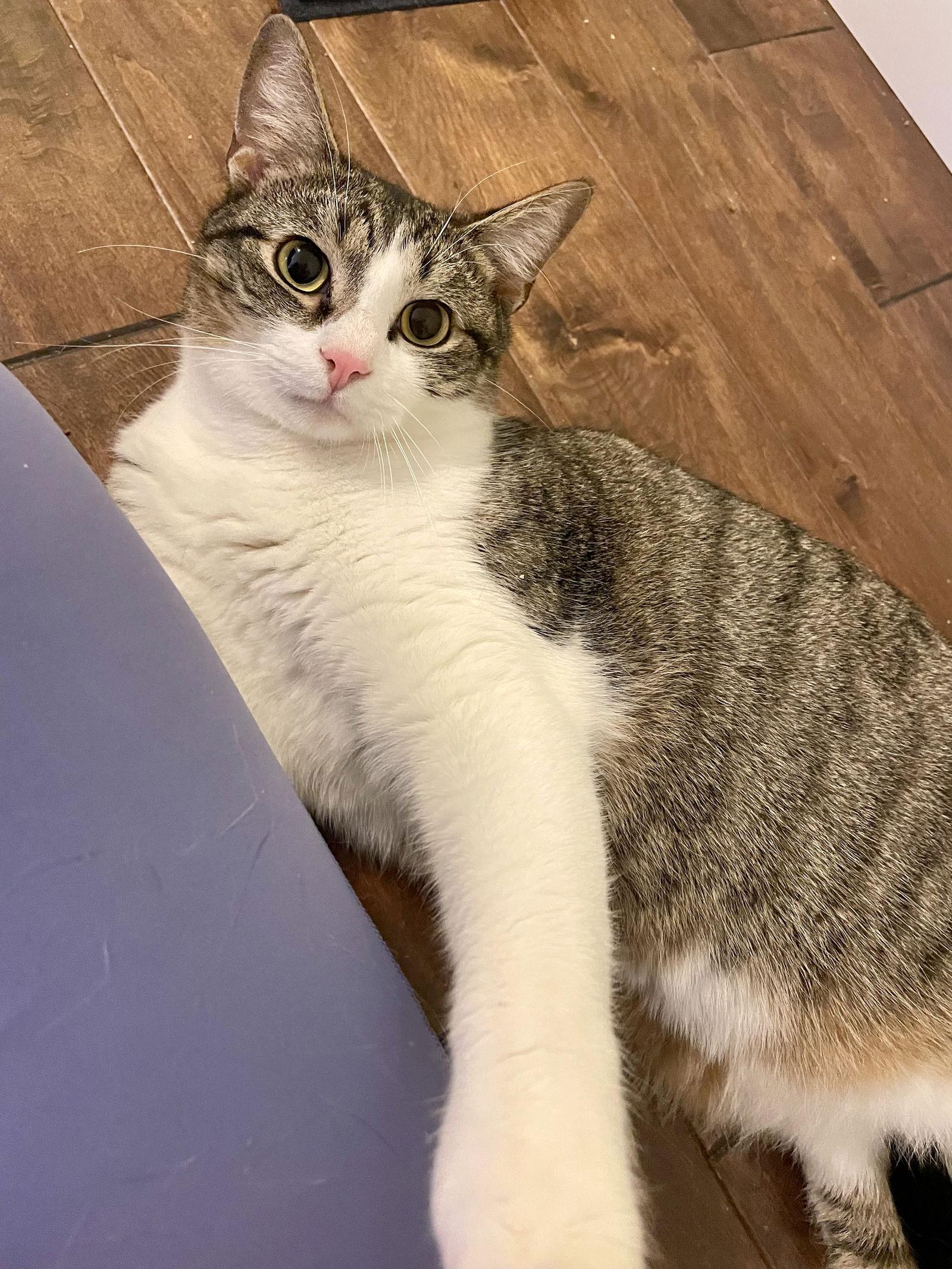 Gibson — thumbnail 3