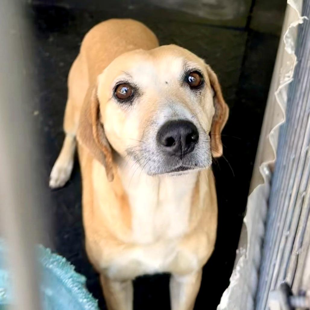 Enlarge Rita, a Adoptable Mixed Breed in Evensville, TN image 1/1