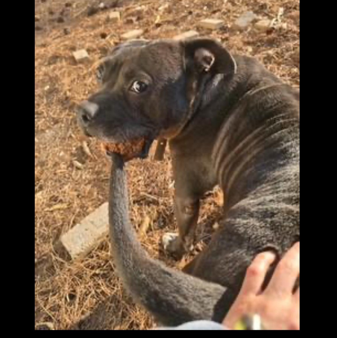 Enlarge Rucker, a Adoptable mixed breed in CUMMING, GA image 1/2