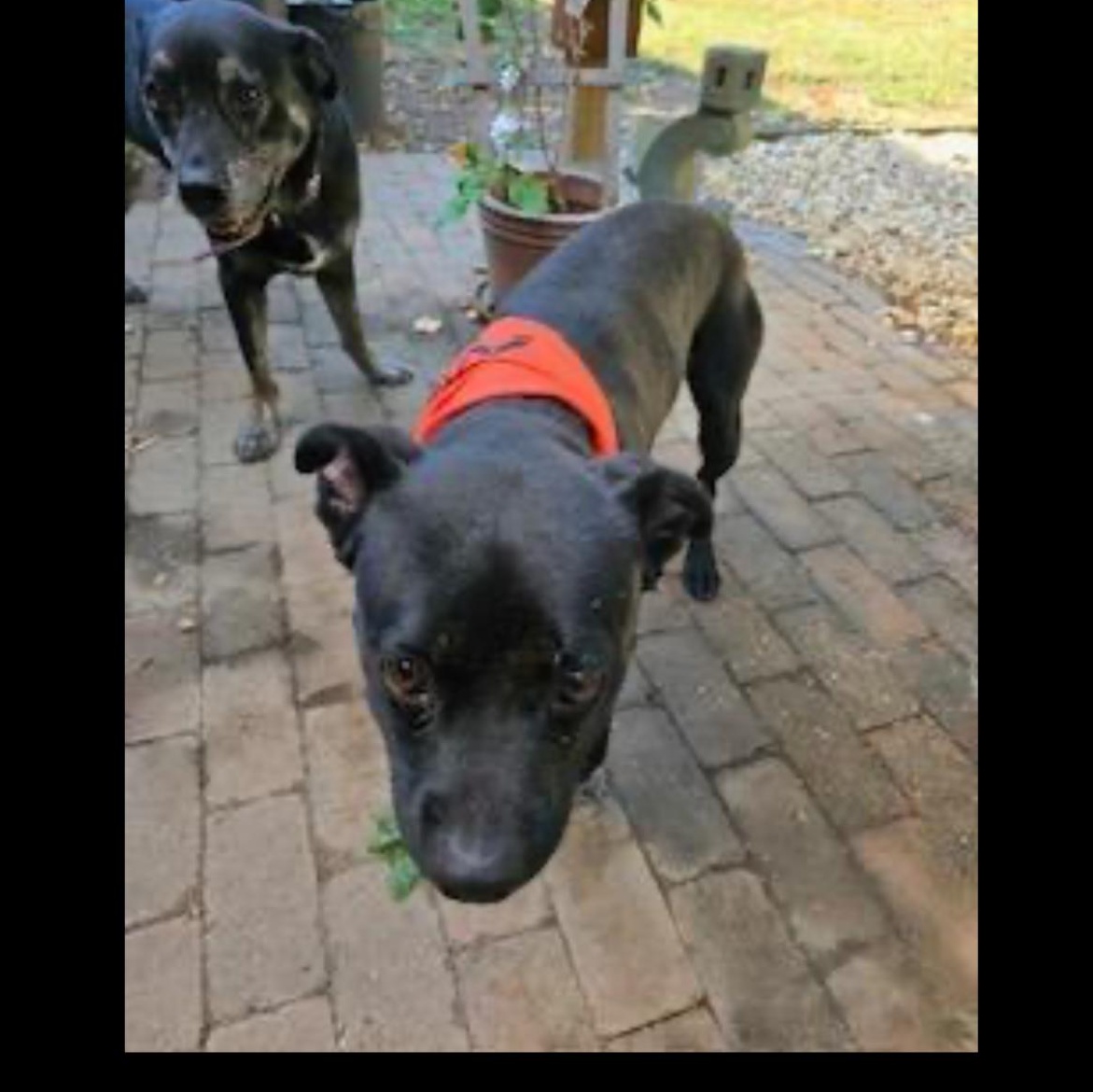 Enlarge Rucker, a Adoptable mixed breed in CUMMING, GA image 2/2
