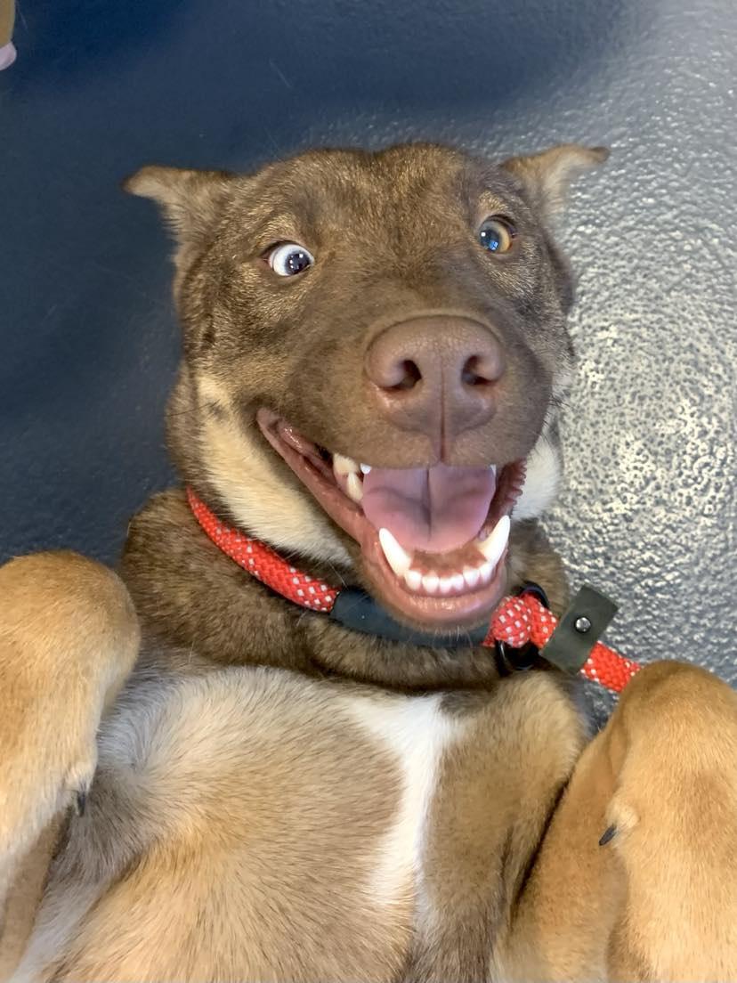 Enlarge Sassy, a Adopted mixed breed in Brevard, NC image 1/3