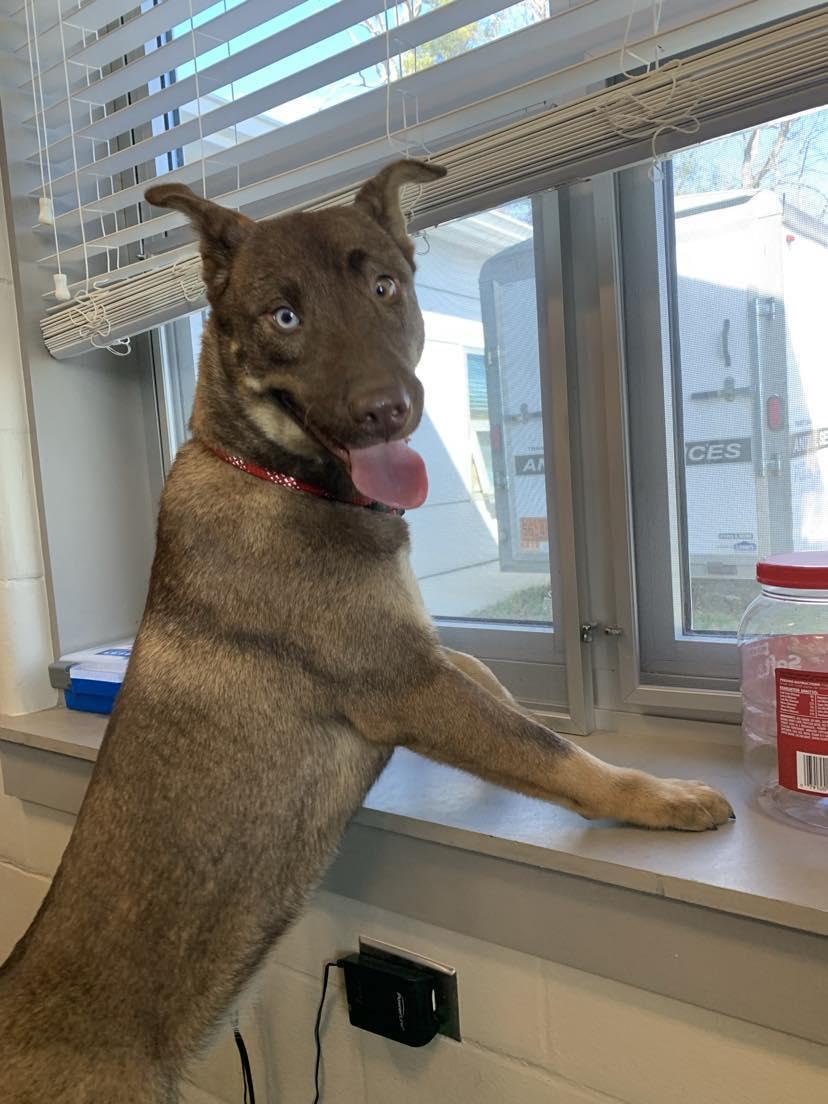 Enlarge Sassy, a Adopted mixed breed in Brevard, NC image 2/3