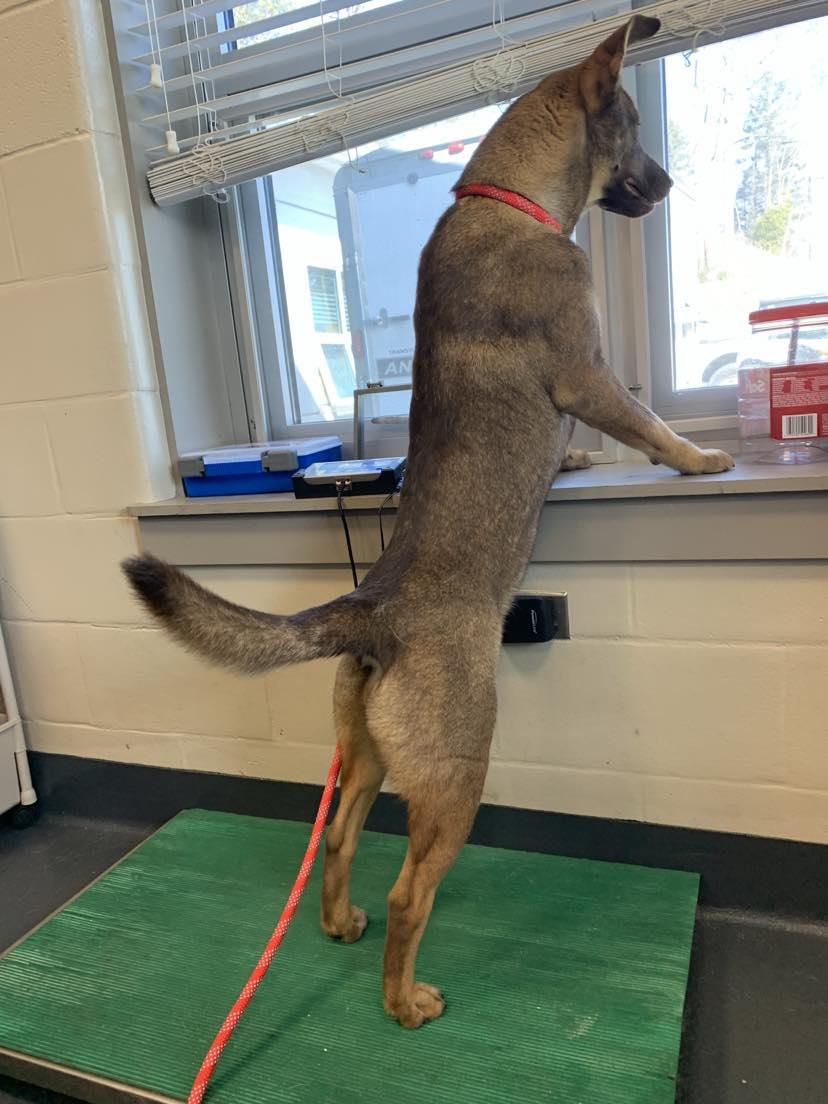 Enlarge Sassy, a Adopted mixed breed in Brevard, NC image 3/3