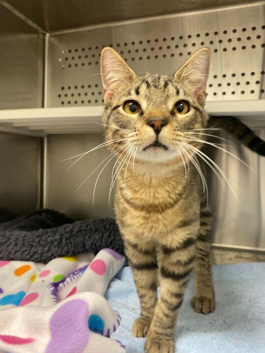 Enlarge Smuckers, a ADOPTABLE Domestic Short Hair in Maidens, VA image 1/3