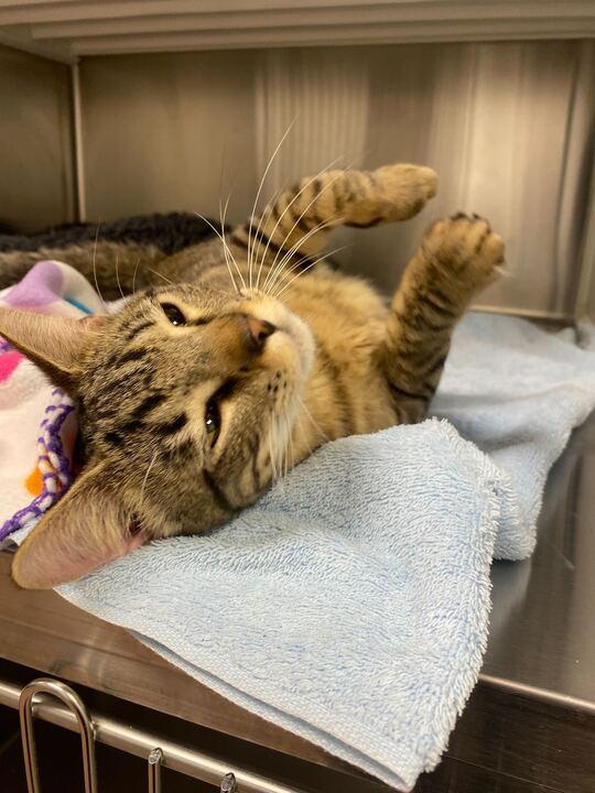 Enlarge Smuckers, a ADOPTABLE Domestic Short Hair in Maidens, VA image 2/3