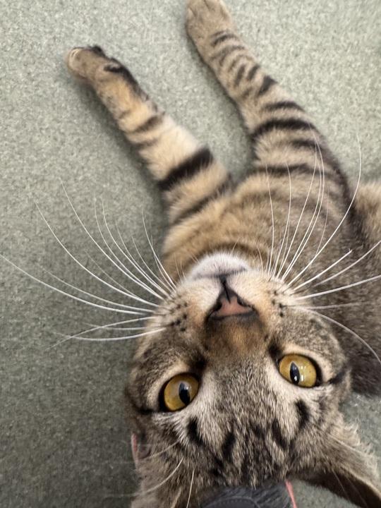 Enlarge Smuckers, a ADOPTABLE Domestic Short Hair in Maidens, VA image 3/3