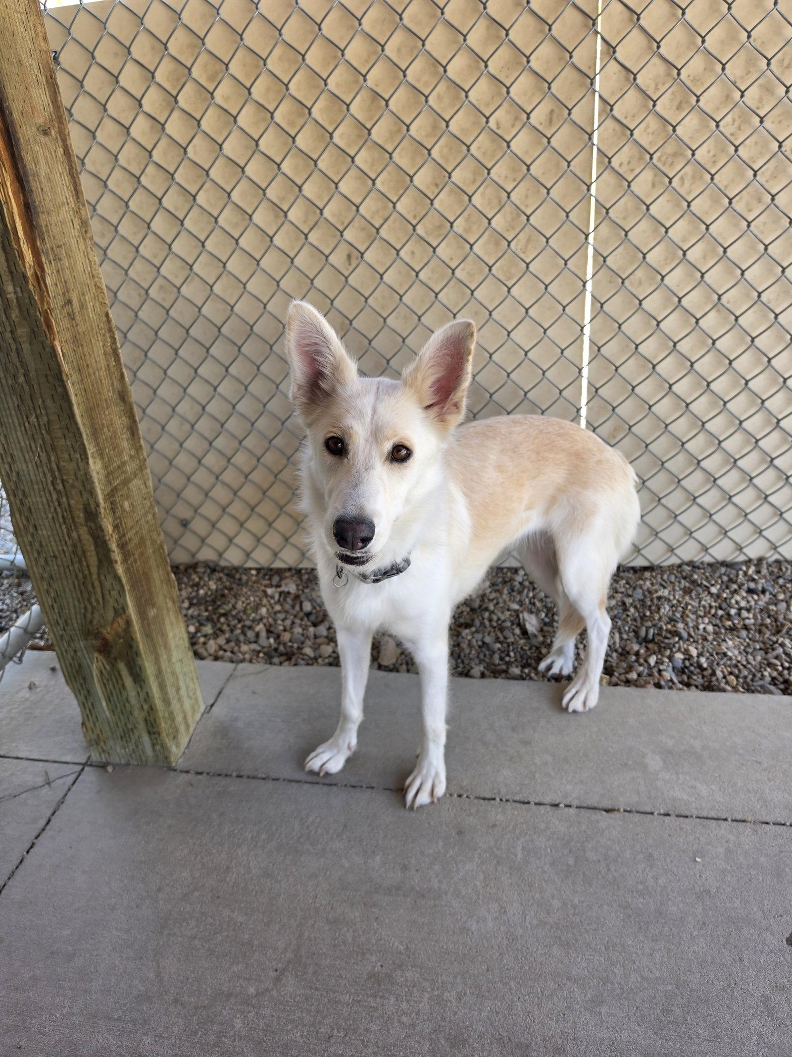 Enlarge Trixie, a Adoptable Husky in Emmett, ID image 1/1