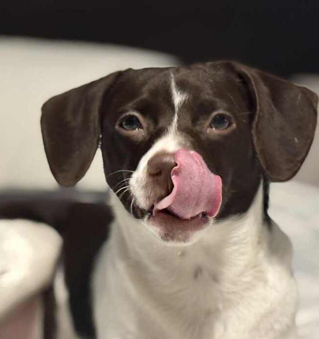 Pepper, Adoptable, Adult Female Mixed Breed.